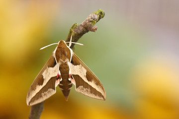 Fototapeta premium Spurge Hawk-moth (Hyles euphorbiae)