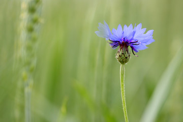 Cornflower (Centaurea cyanus)