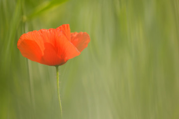 Obraz premium Common poppy (Papaver rhoeas)