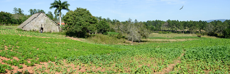 Fototapeta na wymiar Tobacco plantation in the Vinales valley