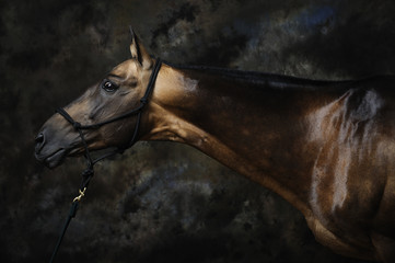 Portrait of akhal-teke horse - 106305118