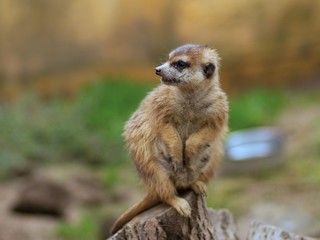 Watching suricata. The meerkat or suricate (Suricata suricatta) is small carnivoran. It is only member of the genus Suricata. Meerkats live in Kalahari, Namib in Namibia, Angola, and South Africa. 