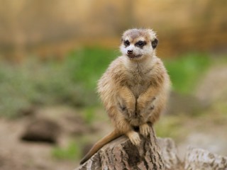 Fototapeta premium Watching suricata. The meerkat or suricate (Suricata suricatta) is small carnivoran. It is only member of the genus Suricata. Meerkats live in Kalahari, Namib in Namibia, Angola, and South Africa. 