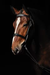 Foto auf Leinwand Porträt eines braunen Pferdes © Pelana