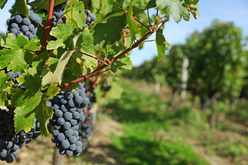 Fototapeta premium Vignoble bordelais