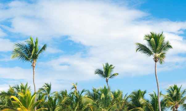 Palms, Dominican Republic