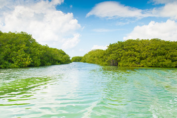 Mangrove, Caribbean sea, Dominican republic