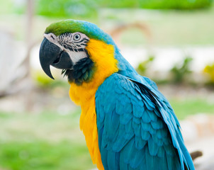 A parrot