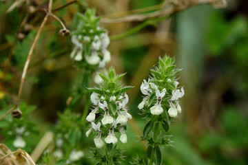 Basilikum-Ziest (Stachys ocymastrum)