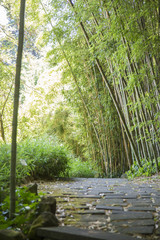 Bamboo forest around a stone road