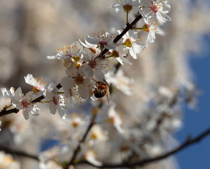 Ape su fiori