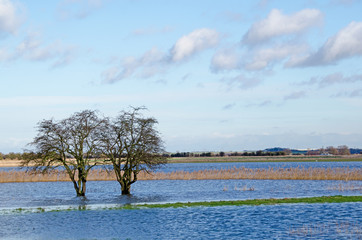 Two trees in flooded fields near Grove, Kent, UK. 