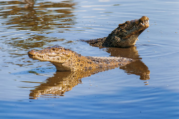 Drijvend paar Cubaanse krokodillen (Crocodylus rhombifer) in vijver. De Cubaanse krokodil heeft het kleinste bereik van alle krokodillen en is alleen te vinden in Cuba in het Zapata-moeras.