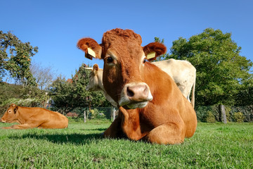 Rotbunte Kuh liegt zufrieden auf einer Sommerweide