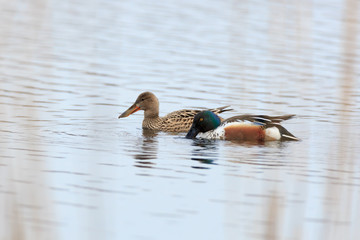 Northern Shoveler (Anas clypeata)
