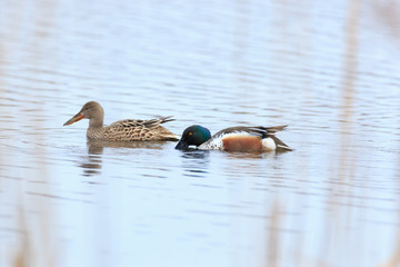 Northern Shoveler (Anas clypeata)
