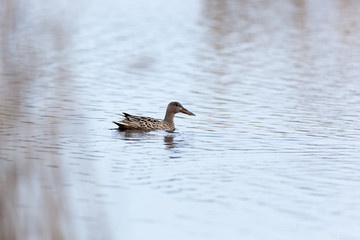 Northern Shoveler (Anas clypeata)