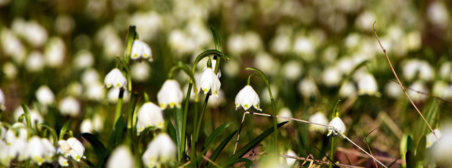 Snowflakes flower near creek