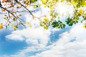 Obraz premium Green leaf with over light the sun