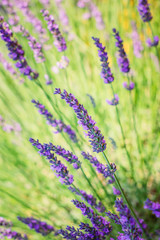 Obraz premium Lavender Flowers in Provence, France. Summer season