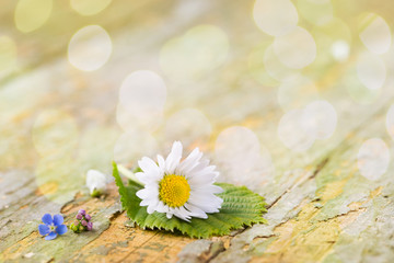 Gänseblümchen und Vergissmeinnicht