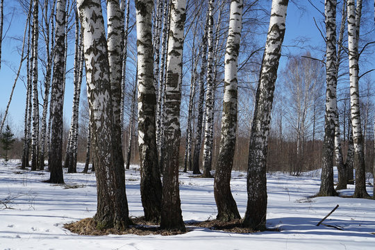 Fototapeta birch