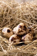 Naklejka na ściany i meble Few quail eggs placed on haystack