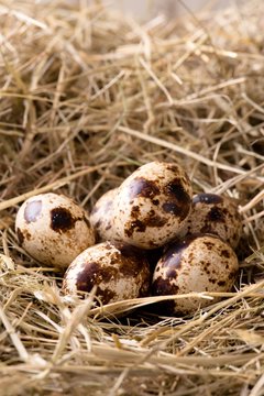 Few quail eggs placed on haystack