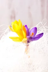 Acrylic prints Crocuses Three blooms of spring crocus in white strings