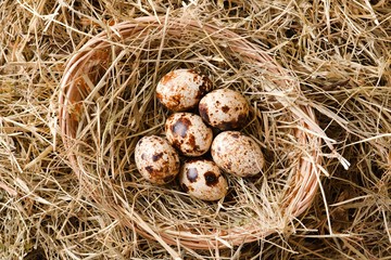 Naklejka na ściany i meble Top view on a straw nest with five quail eggs