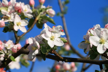 Fototapeta na wymiar Spring blossom on apple tree in the garden