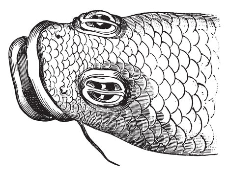 Eye of the anableps, vintage engraving.