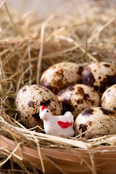 White plastic hen in a nest with quail eggs