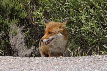 Fototapeta premium Red Fox (Vulpes vulpes) in the mountains of Corsica, France