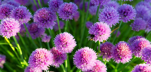 Beautiful Chive Flowers .
