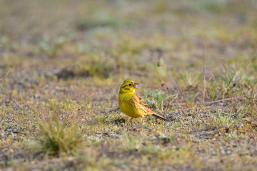 Goldammer auf der Wiese