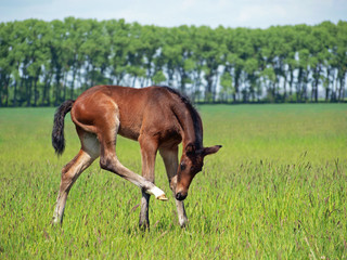 Naklejka na ściany i meble Little bay foal on green summer pasture 