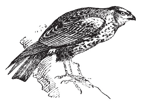 Harrier, vintage engraving.
