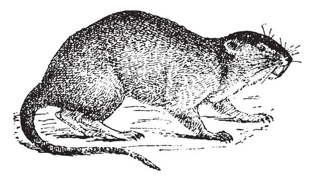 Vole or water rat, vintage engraving.