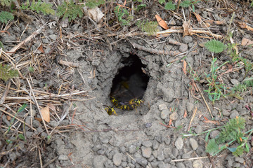 Log into the slot vespula vulgaris