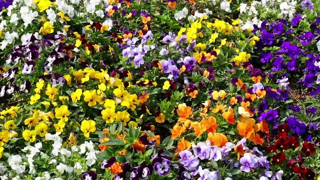 Many flowers: colorful pansies with moved by breeze.Motion camera:TILT