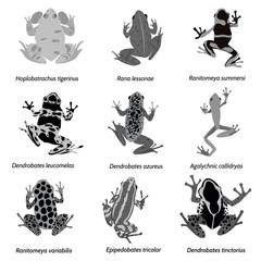 Vector amphibian silhouette on the white background. Frog silhouettes. Collection of vector amphibian silhouette isolated. Vector silhouettes of amphibian, top view