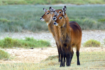 Defassa waterbucks, Lake Nakuru National Park, Kenya