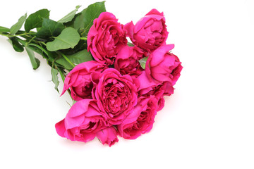 Fototapeta premium 薔薇
