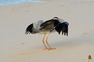 Héron cendré ailes déployées