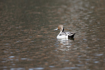 Northern Pintail (Anas acuta)