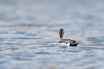 Northern Pintail (Anas acuta)