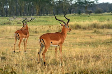 Naklejka na ściany i meble Impalas, Lake Nakuru National Park, Kenya