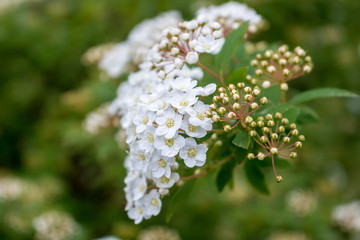 Bridal wreath shrub flowers