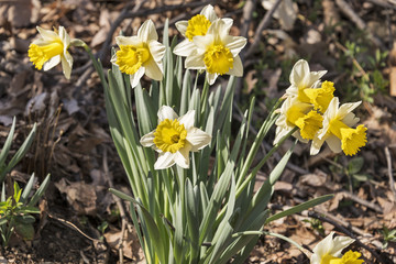 Selective focus was used on this beautiful clump of spring daffodils that are in full bloom and blowing in the breeze.  Sometimes known as the Easter Lily their scientific name is Narcissus.